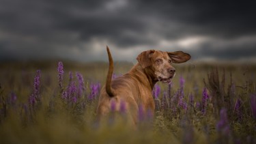 Pronóstico: el fin de semana comienza nublado, aunque con buenas temperaturas