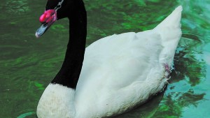 El cisne de cuello negro que se hizo presente en el Canal Grande de Roca