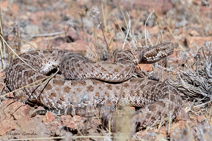 Serpientes venenosas fueron avistadas en las bardas al norte de Regina. (Foto archivo)
