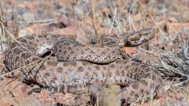 Serpientes venenosas fueron avistadas en las bardas al norte de Regina. (Foto archivo)
