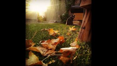  Marisa Beretta: Disfrutando el otoño, en el patio de casa, con el gato Chuchu. 