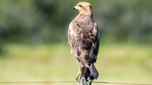 El ñanco le dio la espalda