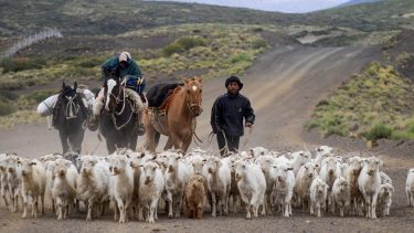 73 millones de pesos estarán destinados a programas de Buenas Prácticas ganaderas para asistir al productor. Foto Neuquén Informa
