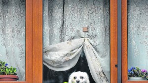 Tiempo para la mascota que también se queda en casa