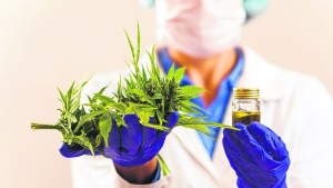 El Gobierno promulgó la ley de cannabis medicinal y cáñamo industrial