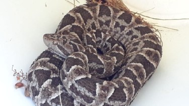 Atraparon una Yarará en el patio de una casa, en el Lago Pellegrini