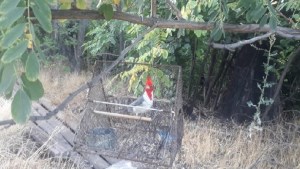 Tenencia ilegal de aves en Allen: denunciaron a trabajadores temporarios