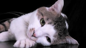 La depresión o la tristeza no son ajenas a los animales