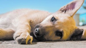 Parvovirus: la enfermedad que castiga más a los cachorros