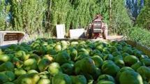 Imagen de Mejora la sanidad de la fruta del Valle que se exporta hacia Brasil
