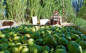 Esperan por una nueva prórroga de la emergencia frutícola