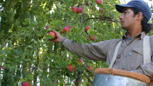 La producción de peras y manzanas está en retroceso en la provincia de Neuquén (Archivo)