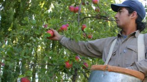 En una década se redujo un 23% la superficie cultivada con peras y manzanas en Neuquén