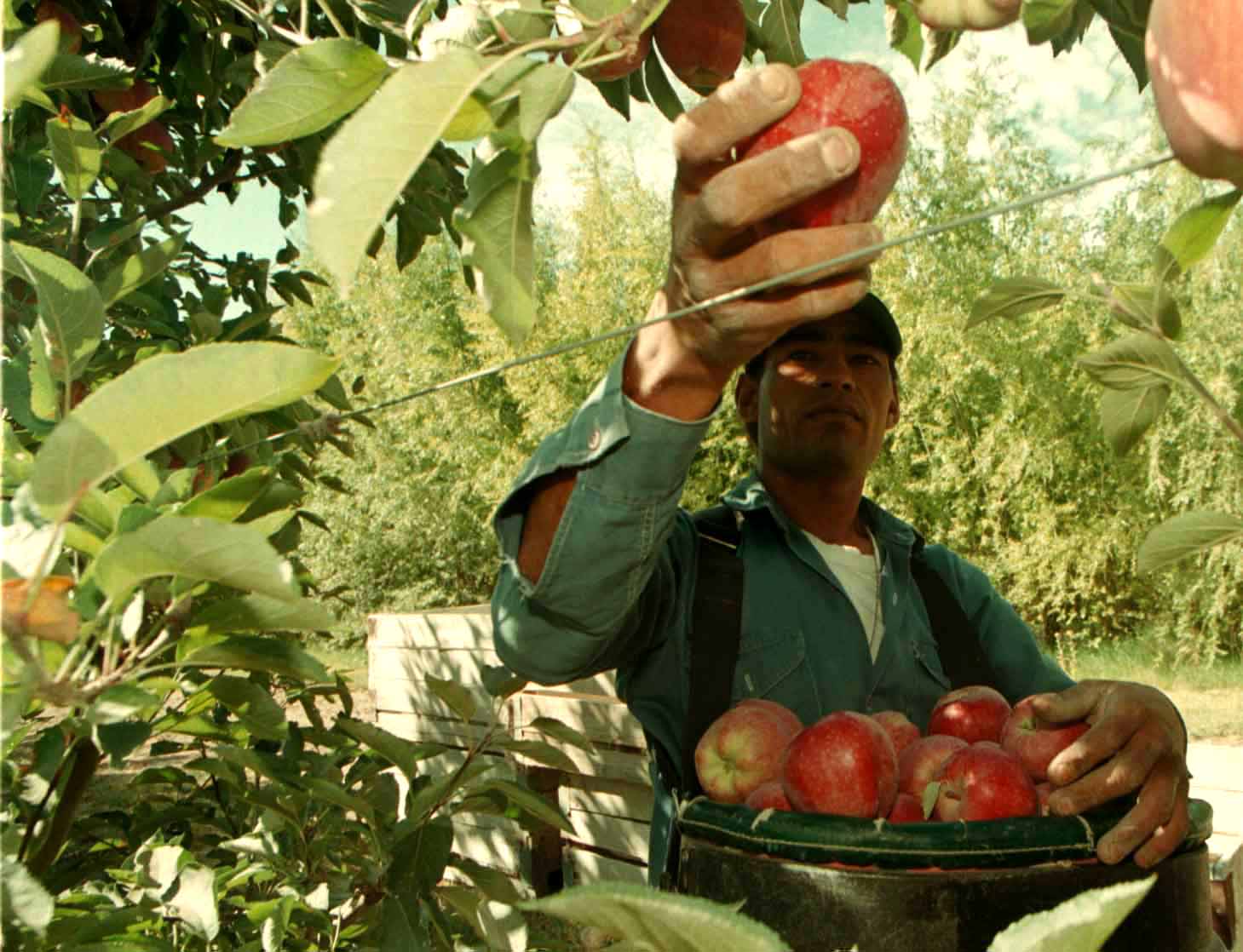 Productores de peras y manzanas de la región esperan una nueva prórroga a la emergencia frutícola. (Foto archivo)