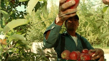 Productores de peras y manzanas de la región esperan una nueva prórroga a la emergencia frutícola. (Foto archivo)