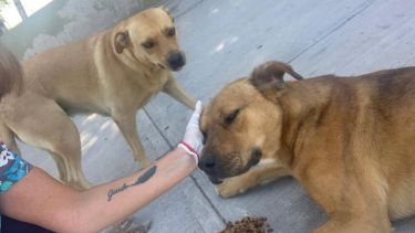El Municipio de Neuquén brinda asistencia y alimentos a perros en la calle