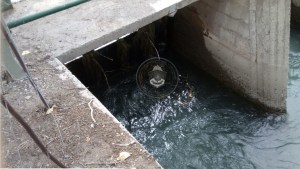 Dramático rescate de una niña que se ahogaba en un canal de Senillosa