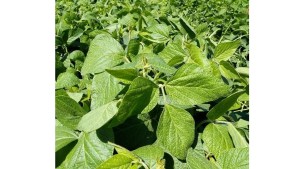 Prueban en Cipolletti con cultivos de soja no modificada genéticamente