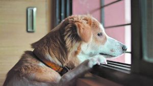 Coronavirus y mascotas: recomendaciones y el trabajo de los veterinarios en la región