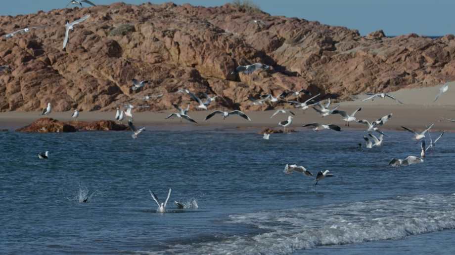 Las gaviotas buscan sus presas muy cerca de la arena en Piedras Coloradas, 5 km del sur de Las Grutas. Fotos de Martín Brunella.