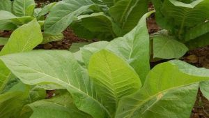 Buscan vacuna de coronavirus usando hojas de tabaco