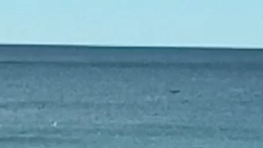 Video: apareció una ballena en Las Grutas y piden estar atentos a nuevos avistajes