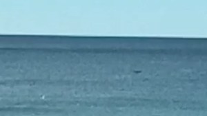 Video: apareció una ballena en Las Grutas y piden estar atentos a nuevos avistajes