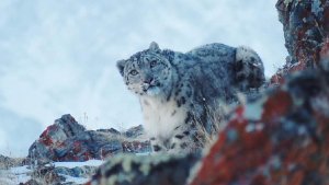 El leopardo de las nieves fue fotografiado de cerca por primera vez en años