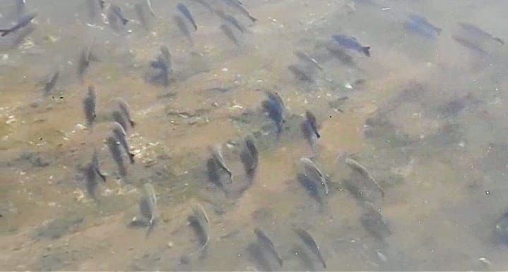 Gran cantidad de peces en el arroyo Ludueña en las cercanías de Rosario. Desemboca en el río Paraná. Captura de video.