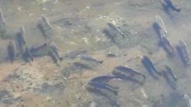 Video: «Hay kilómetros de peces, nunca vi al río así»