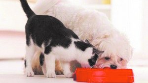 La importancia del buen comer: cómo elegir el alimento adecuado