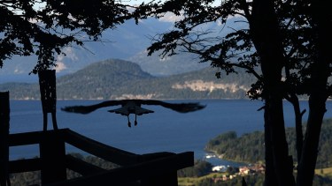 Los biólogos están seguros que con la cuarentena hay cambios ambientales y esperan salir a campo a hacer mediciones. Foto: Alfredo Leiva