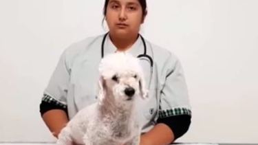 Coronavirus: recomendaciones para llevar a tu mascota al veterinario