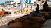 Imagen de Los lobos marinos coparon las calles del puerto de Mar del Plata