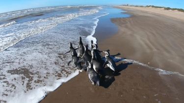 Fueron encontrados desnutridos y anémicos en Pinamar, Villa Gesell, Mar de Ajó y San Clemente del Tuyú. Tras recuperarse, volvieron al mar el domingo 19 de abril.  