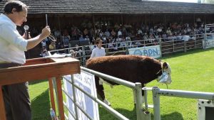 Por la cuarentena, el remate de terneros se hace por internet