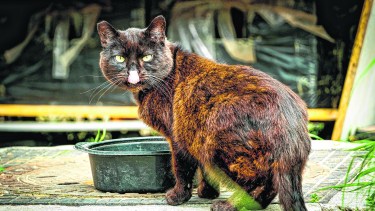 Los gatos necesitan del agua más de lo que imaginamos