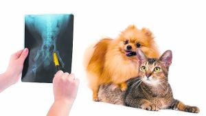 Cálculos renales en perros  y gatos: ¿cómo tratarlos?