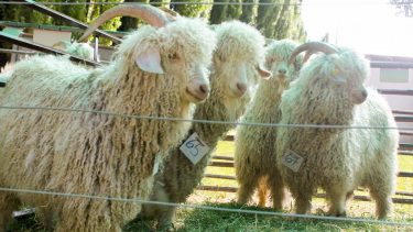 Al no realizarse las ferias ganaderas se agrupó la oferta para facilitar la venta. Foto Neuquén Informa