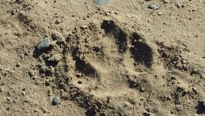 Un puma en la zona rural de Roca, el llamado que puso en alerta a los guardafaunas