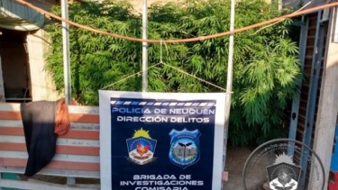 Encontraron una plantación de marihuana durante un allanamiento por robo. (Foto: Gentileza).