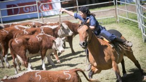 Rematan por internet más de 1.800 vacas de Neuquén