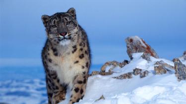 El biólogo Aleksey Kuzhlekov compartió sus fotos capturadas en el Parque Nacional Sailugem, Rusia. Nunca lo había fotografiado tan de cerca allí. 