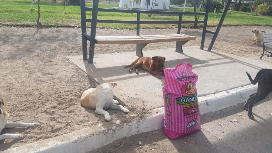 Como Ayudar A Dos Perros A Aparearse