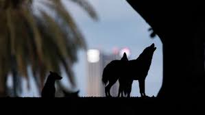Unos 100 ejemplares llegan todos los días al parque en el corazón de Tel Aviv, Israel. Foto: AP Photo/Oded Balilty