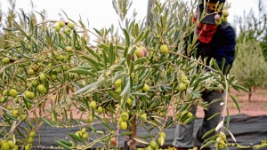 Producen hongos comestibles con sustrato de la poda de olivos en Neuquén
