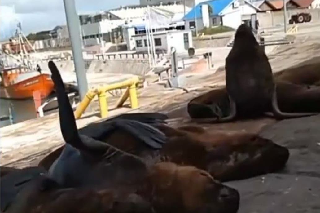 Los lobos marinos en las calles del puerto. Captura de video