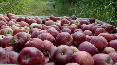 Oficial. La fruticultura se incorpora al "dólar agro".
