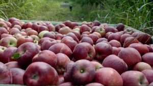 La AFIP y la Aduana buscan controlar la evasión fiscal en el sector frutícola