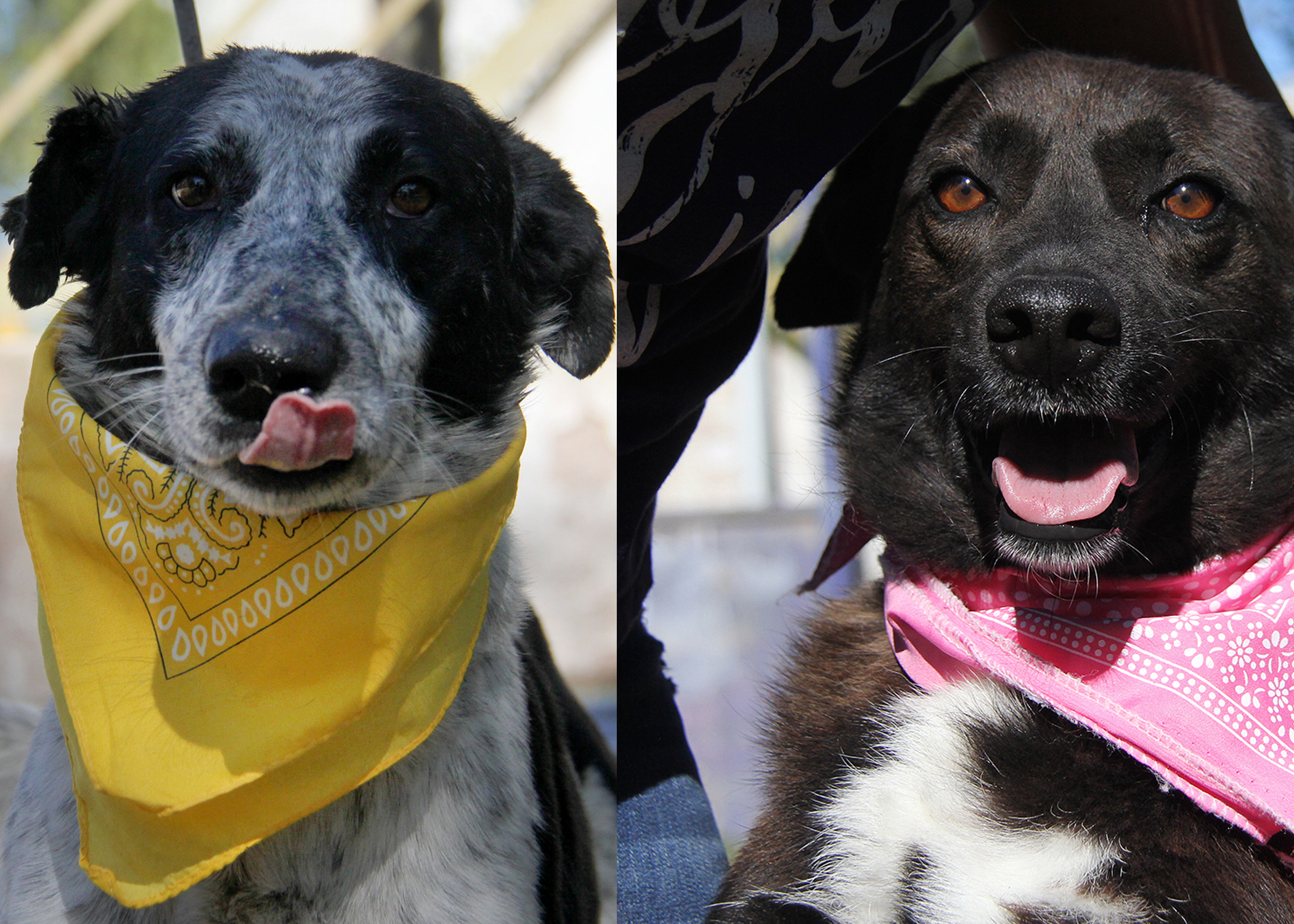 Conoce A Los Perritos De Neuquen Que Esperan Por Un Dueno Responsable